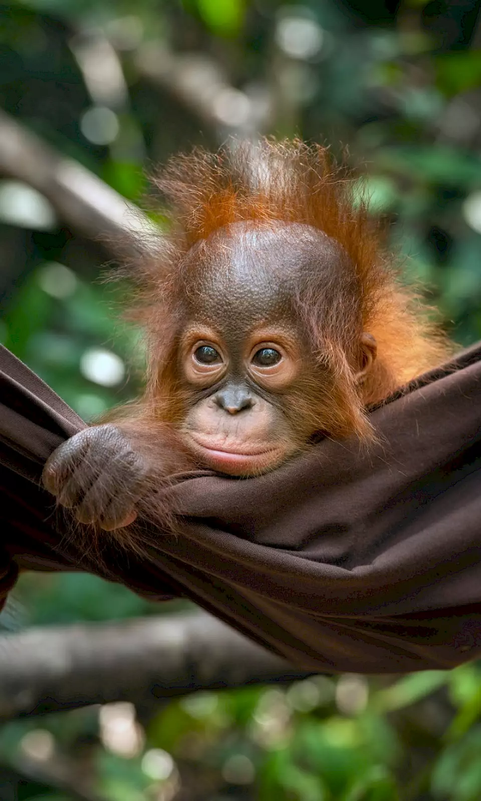 Ein Orang-Utan schaut aus einer Hängematte
