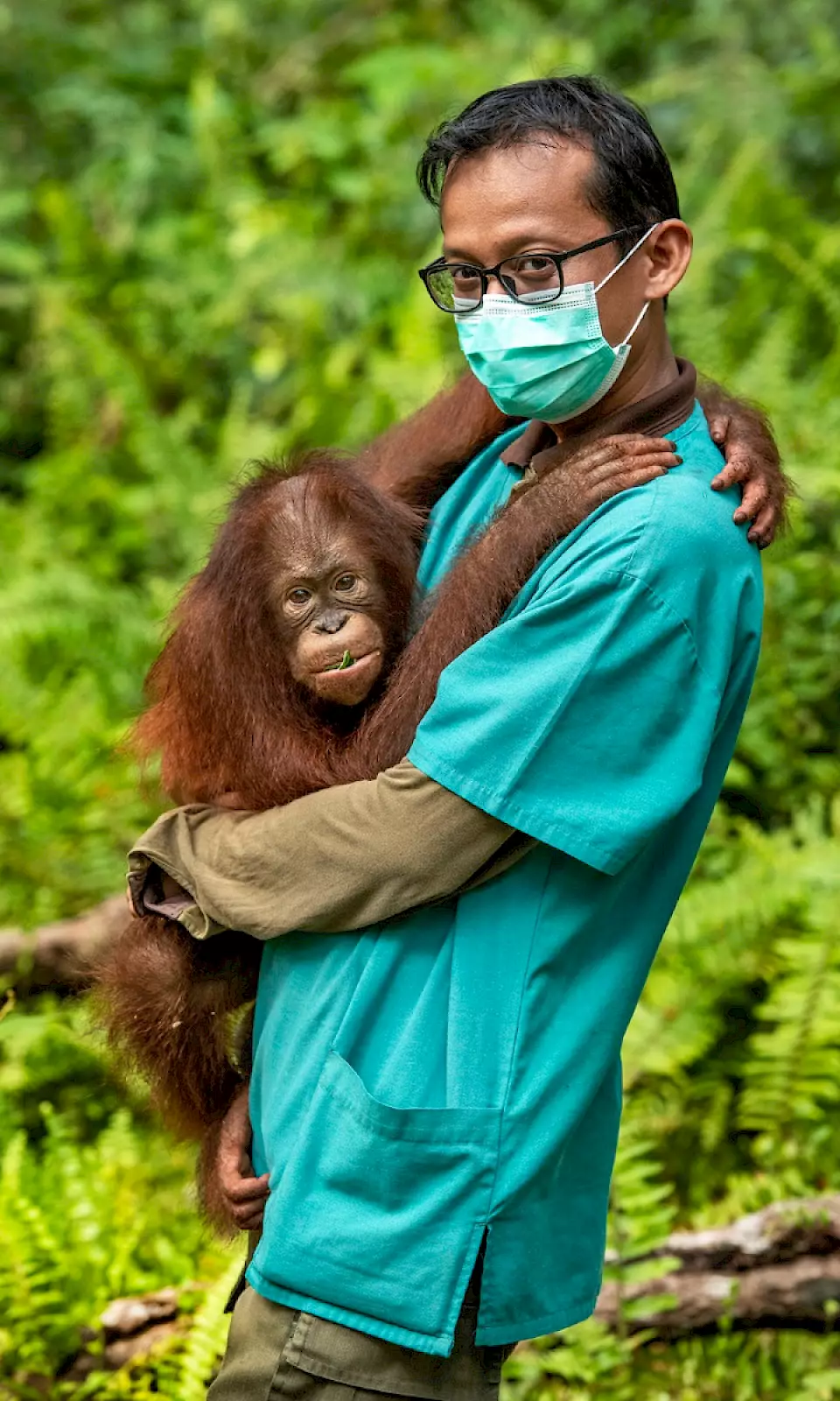 Eine Orang-Utan-Waise klammert sich an den BOS-Tierarzt