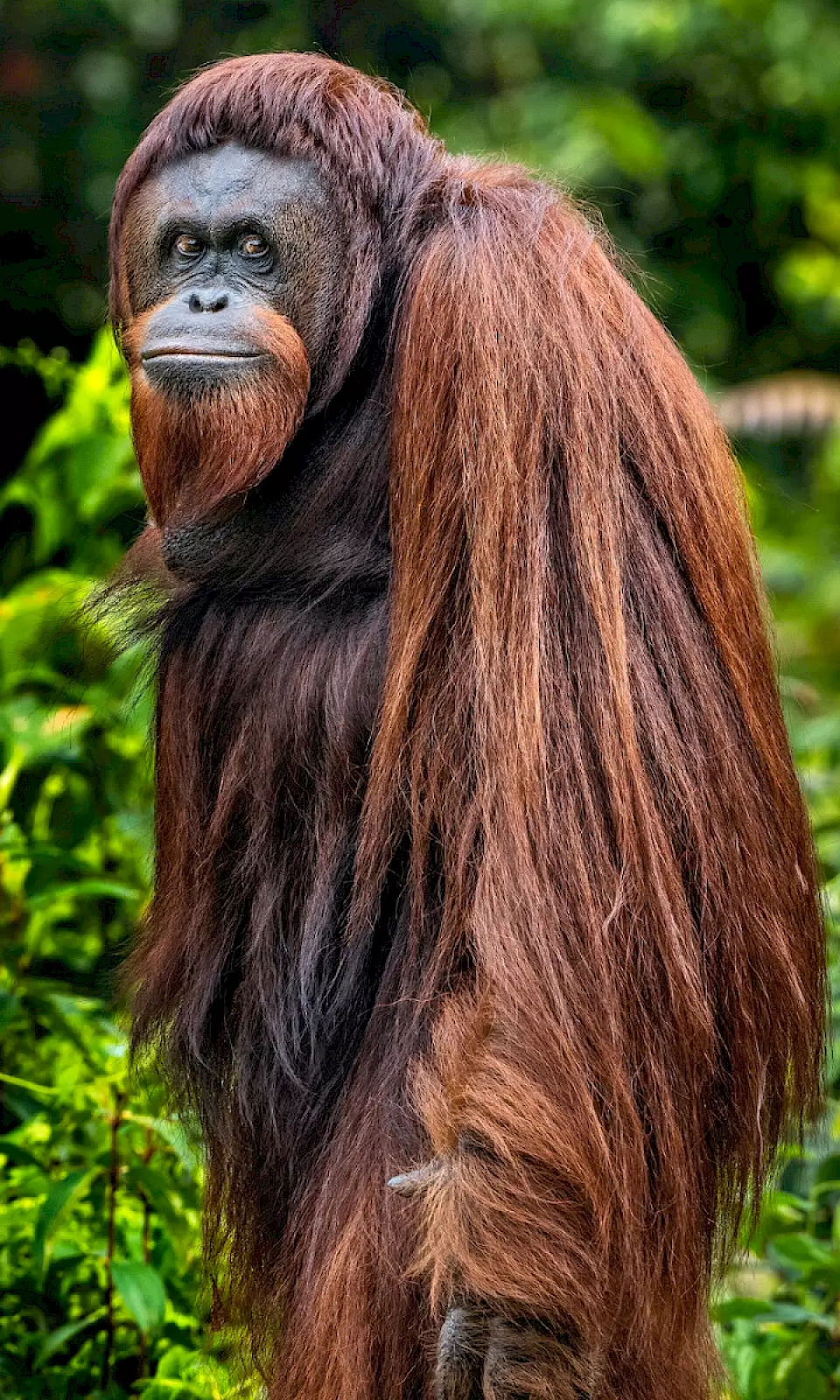 Orang-Utan Fani steht aufrecht in der BOS-Rettungsstation
