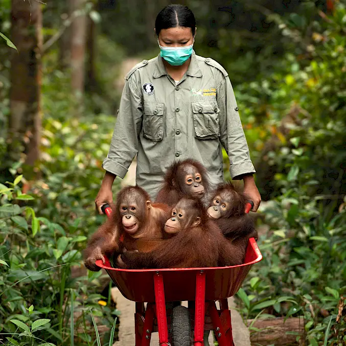 Hauptbild: 4 Orang-Utan-Waisen werden von einer sogenannten "Babysitterin" in die Waldschule gebracht. © Björn Vaughn | BOSF | BOS Schweiz