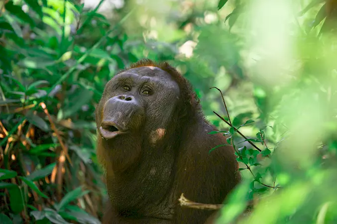 Hauptbild: Orang-Utan Kopral hat beide Arme bei einem Unfall verloren. Trotzdem strotzt er vor Lebensfreude. © BPI | BOSF | BOS Schweiz