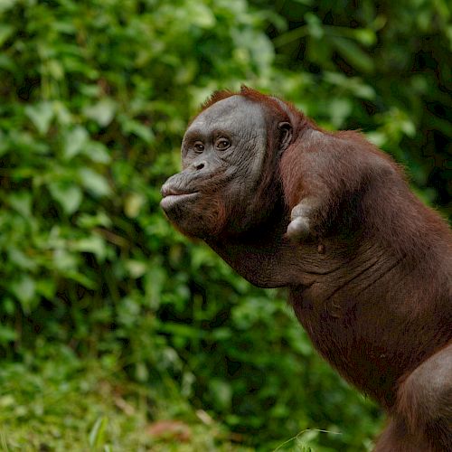 Orang-Utan Kopral hüpft durch das Bild