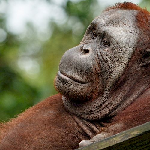 Orang-Utan Kopral lehnt sich entspannt zurück