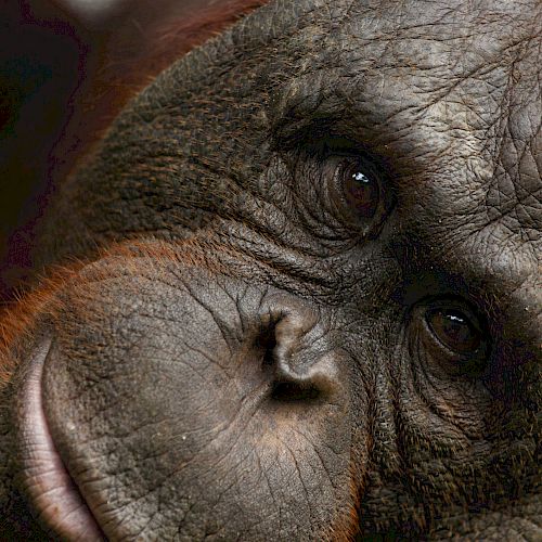 Orang-Utan Kopral schaut direkt in die Kamera