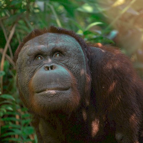 Orang-Utan Kopral schaut gedankenverloren in die Ferne