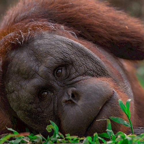 Orang-Utan Kopal schaut in die Kamera
