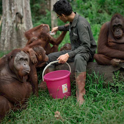Orang-Utan Kopral in einer Gruppe mit anderen Orang-Utans