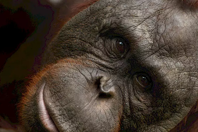 Hauptbild: Der lebensfreudige Orang-Utan Kopral blickt zufrieden in die Kamera . © BPI | BOSF | BOS Schweiz