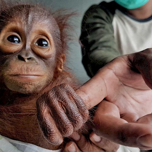 Die kleine Orang-Utan-Waise Topan bei ihrer Rettung