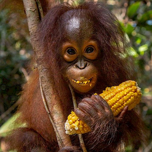 Orang-Utan Topan isst einen Maiskolben
