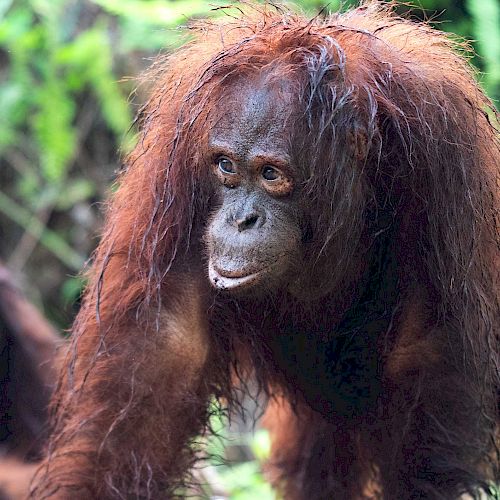 Orang-Utan Topan spielt mit ihren Gspänli