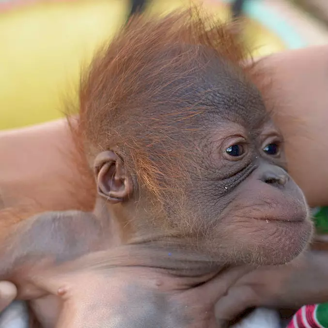 Hauptbild: Als winziges Baby wurde Bumi 2016 von BOS gerettet. © BOSF I BOS Schweiz
