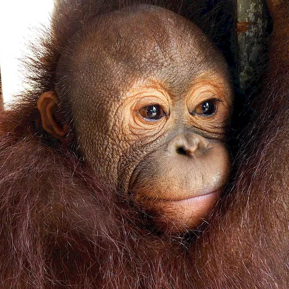 Orang-Utan Baimah in der BOS-Waldschule