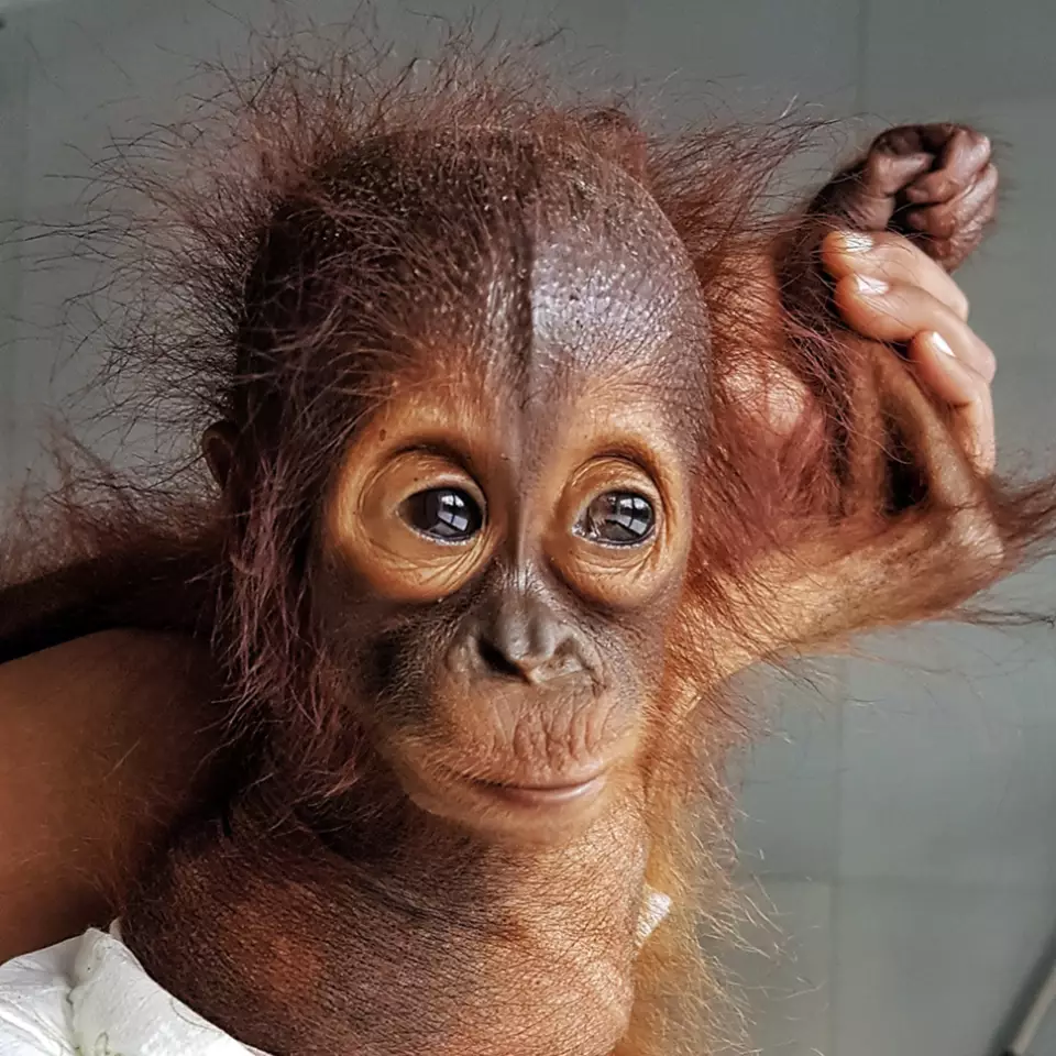 Orang-Utan Topan bei ihrer Rettung