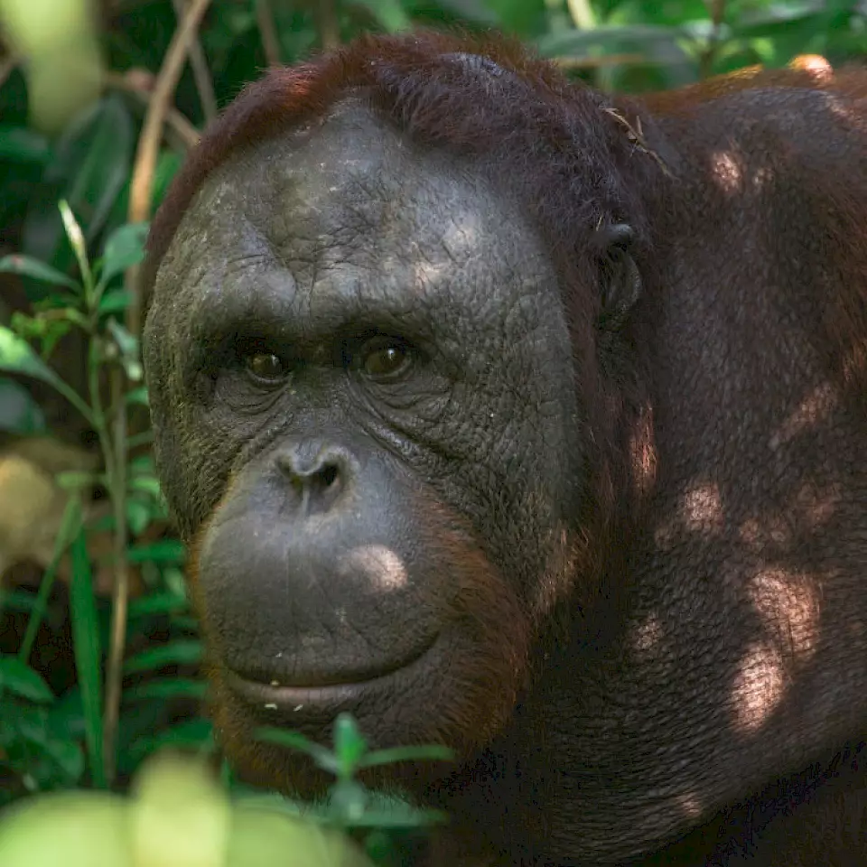 Orang-Utan Kopral